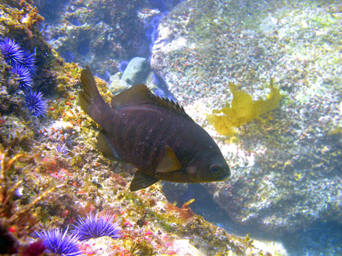A black surfperch, subject of the study, swimming in the vicinity of Santa Cruz Island.: Photograph by Clint Nelson courtesy of NSF